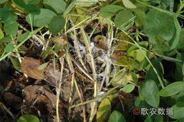 黃花菜白絹病 黃花菜白絹病