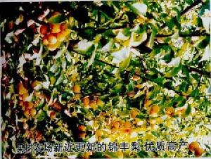 錦州市果樹農場