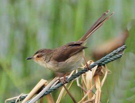 細紋葦鶯 細紋葦鶯
