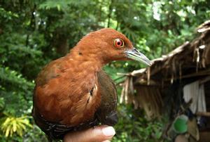 白喉斑秧雞蘇拉亞種 白喉斑秧雞蘇拉亞種