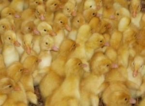 櫻桃谷鴨苗 櫻桃谷鴨苗