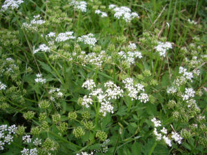 孜然芹屬 孜然芹屬