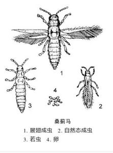 桑偽棍薊馬 桑偽棍薊馬