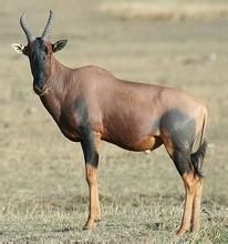 短角羚屬 短角羚屬