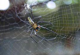 施展蜘蛛 施展蜘蛛
