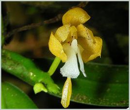 巾唇蘭屬 巾唇蘭屬