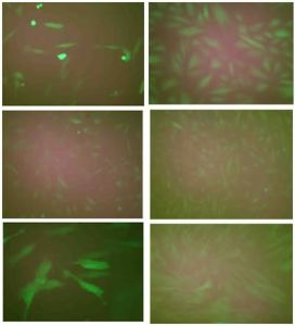 基因轉染技術 基因轉染技術