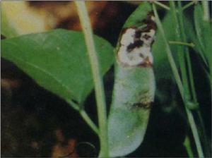 扁豆白絹病 扁豆白絹病