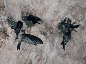 麥氏金絲燕 麥氏金絲燕