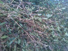 泡泡草[泡泡草]