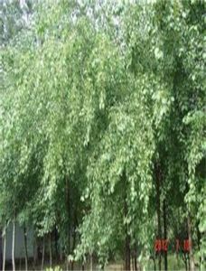 合歡衛矛 合歡衛矛