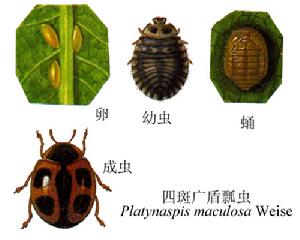 四斑廣盾瓢蟲 四斑廣盾瓢蟲