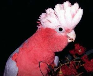玫瑰葵花鸚鵡，又名紛紅鳳頭鸚鵡（圖）