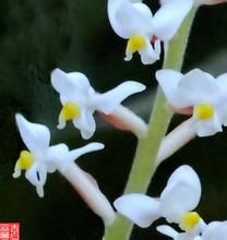 血葉蘭屬 血葉蘭屬