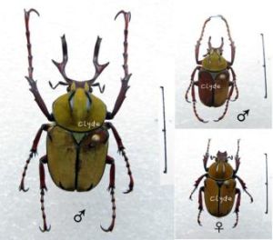 皺莫花金龜 皺莫花金龜