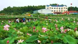 法泗街道 法泗街道