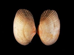 對生蒴蛤 對生蒴蛤