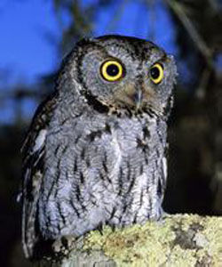 西美角鴞 西美角鴞