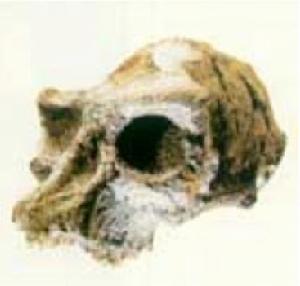 岩洞，出土了巨猿的下頷骨。