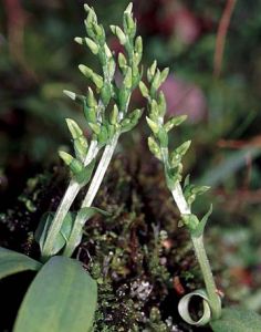 尖藥蘭屬 尖藥蘭屬