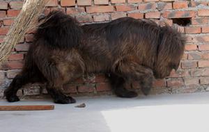 虎斑藏獒母獒-咖啡美女