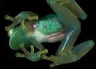 馬達加斯加彩虹蛙