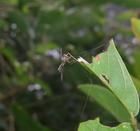 紫額異巴食蚜蠅 紫額異巴食蚜蠅