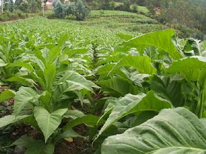 陽午地村農村經濟-烤菸