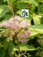 美洲紫珠 美洲紫珠