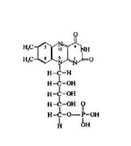 黃素脫氫酶