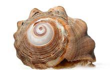 對海洋動植物危害