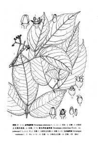 柔毛網脈崖爬藤 柔毛網脈崖爬藤