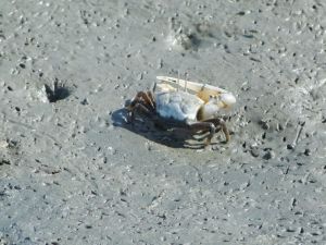 糾結招潮蟹 糾結招潮蟹