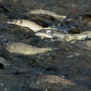 達里湖鯽魚 達里湖鯽魚