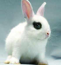 寵物兔