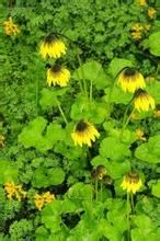 長鞘垂頭菊 長鞘垂頭菊