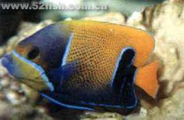 馬鞍神仙魚 馬鞍神仙魚