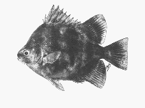 四棘金錢魚 四棘金錢魚