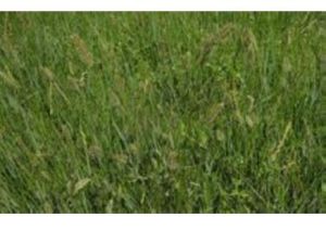 毛沙蘆草 毛沙蘆草