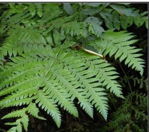 棕毛軸脈蕨 棕毛軸脈蕨