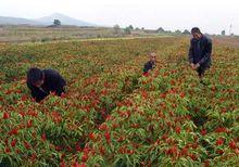 河南省澠池縣天池鎮
