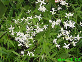 墨脫鐵線蓮 墨脫鐵線蓮