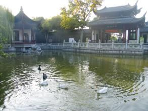 天鵝池 天鵝池