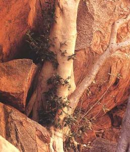 烏盧魯國家公園