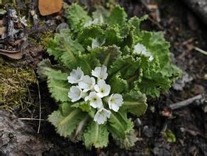 粗齒脆蒴報春 粗齒脆蒴報春
