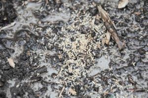 人蟻大戰 人蟻大戰