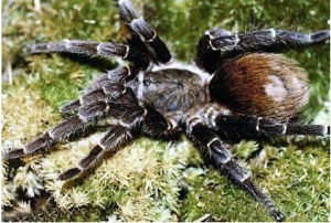 夏力曼狼蛛 夏力曼狼蛛