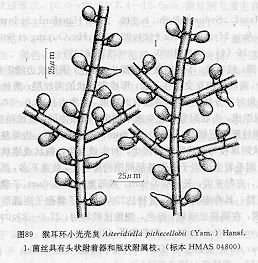 猴耳環小光殼炱