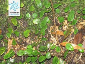 骨牌蕨屬 骨牌蕨屬