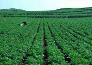 脫毒馬鈴薯高產栽培技術 脫毒馬鈴薯高產栽培技術